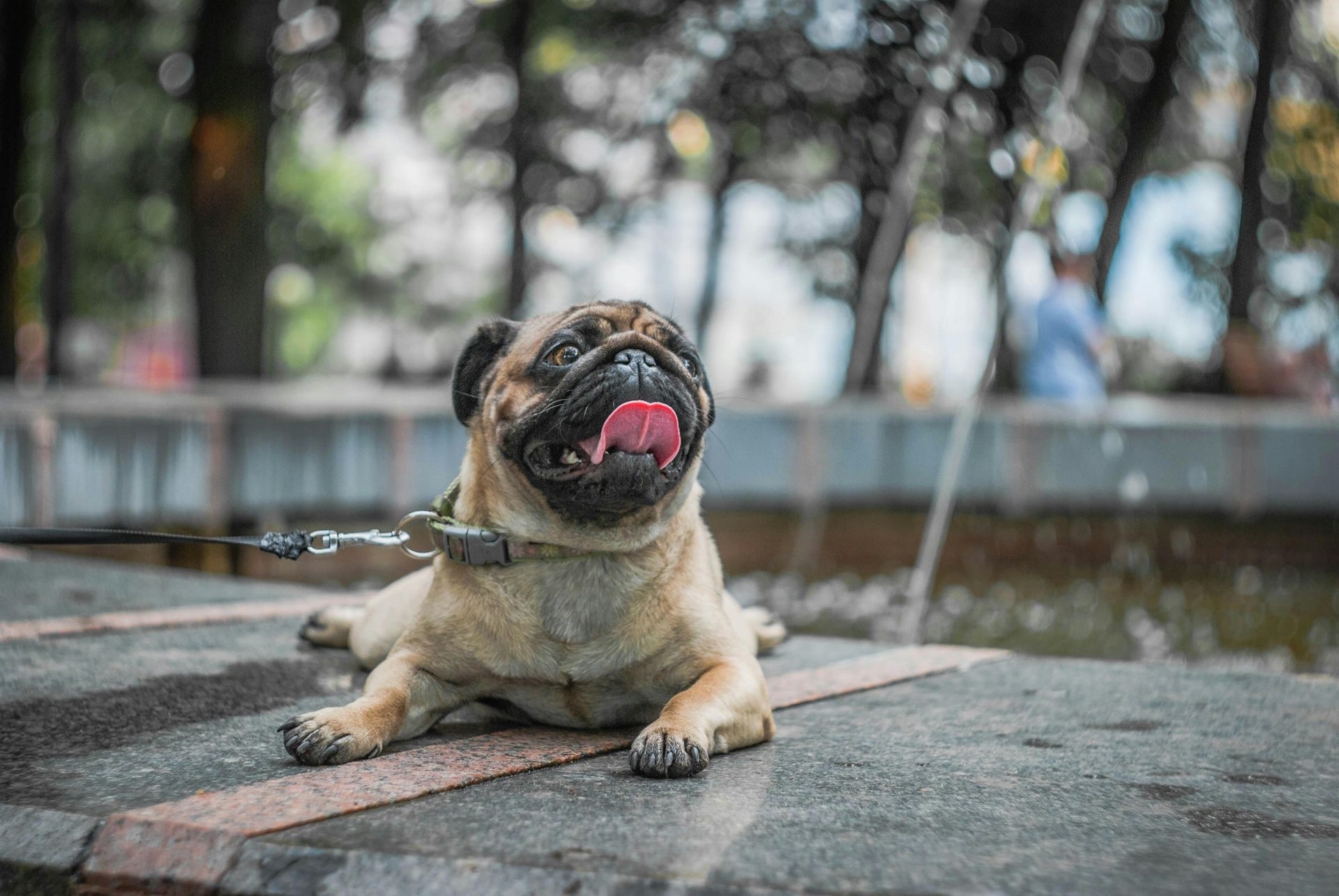 Pug sitting on wet pavement, licking its nose near a fountain with water spraying behind it