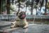 Pug sitting on wet pavement, licking its nose near a fountain with water spraying behind it