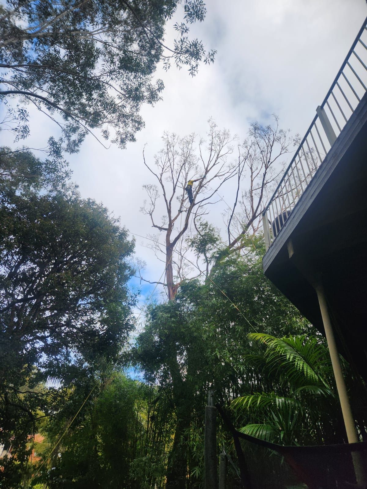 Tall tree with bare branches reaching toward a cloudy sky, next to a building's balcony.