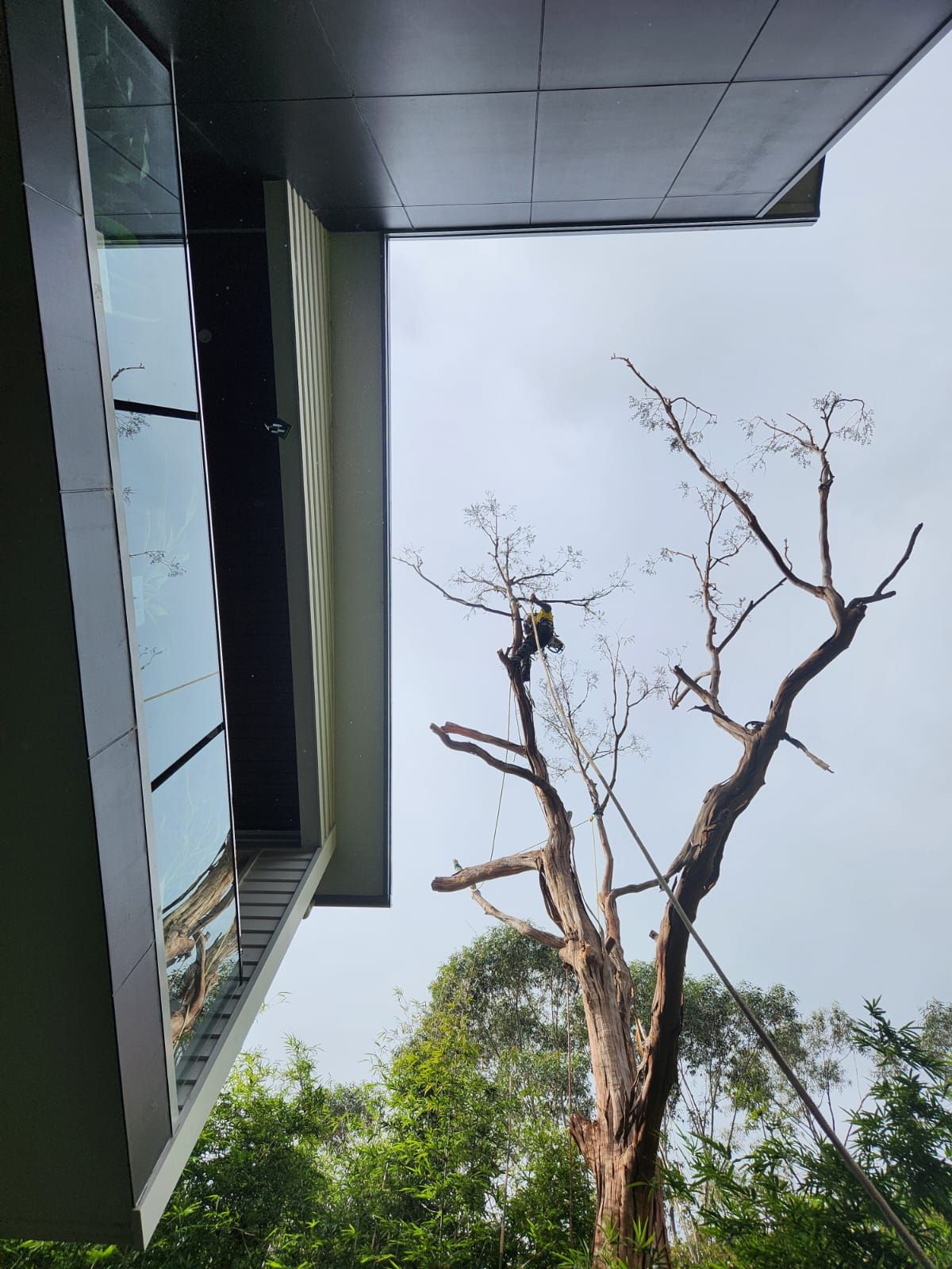 A person trims a tall, bare tree near a building with glass windows under a cloudy sky.