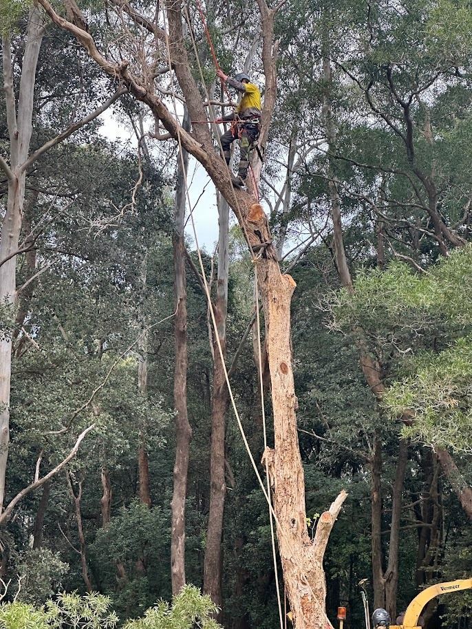 Arborist in a tree, sawing off branches. He's wearing yellow. Forest background.