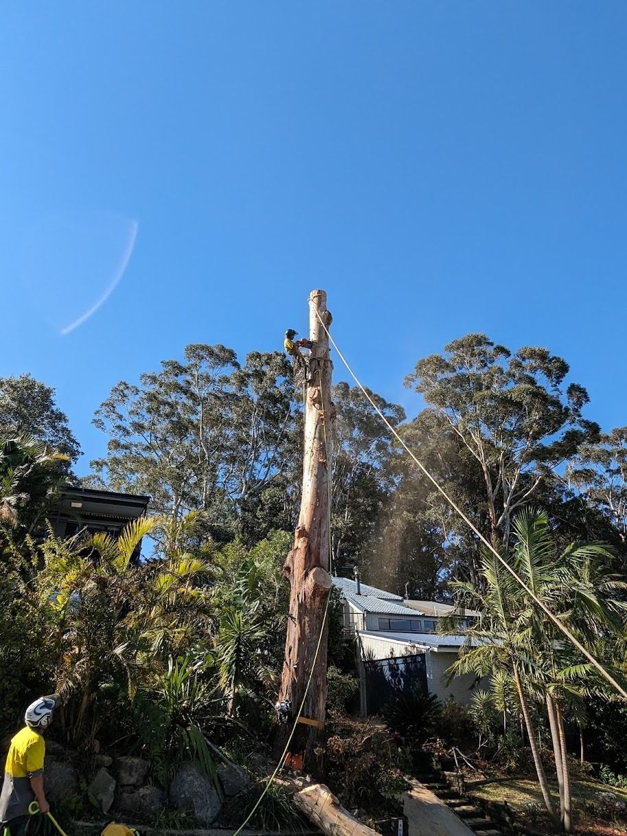 Tree trunk being cut down by a worker against a blue sky. Ropes and other trees in the background.