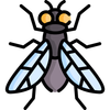 cimici