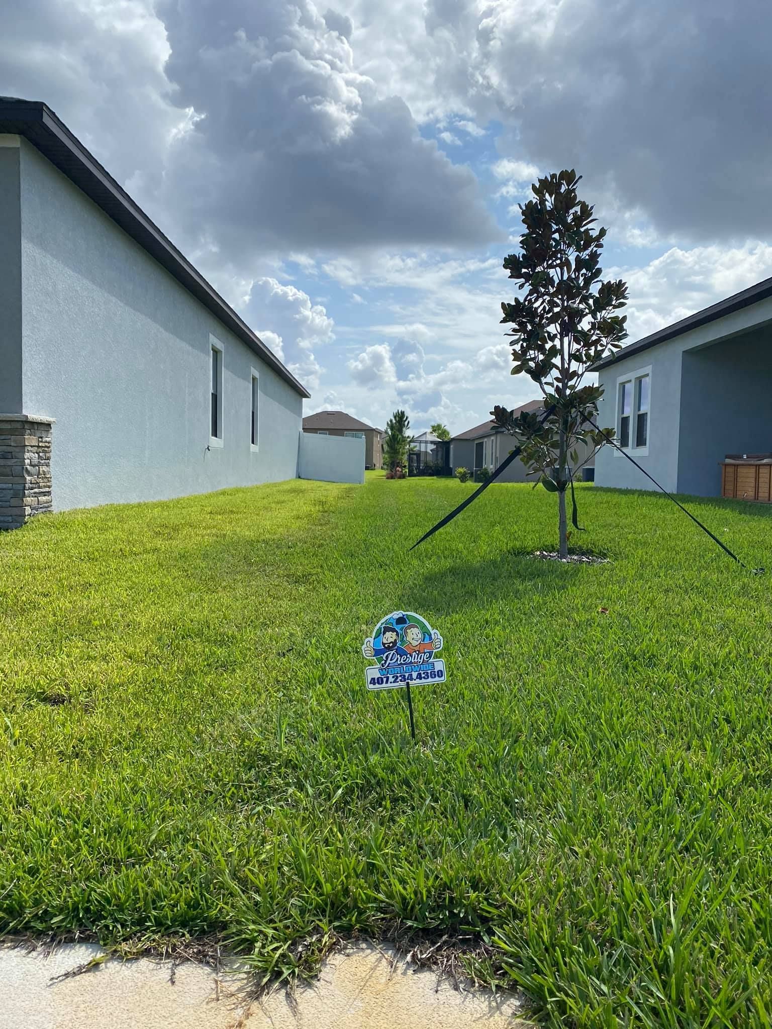 Suburban yard with a young tree, green grass, and blue-gray houses under a cloudy sky
