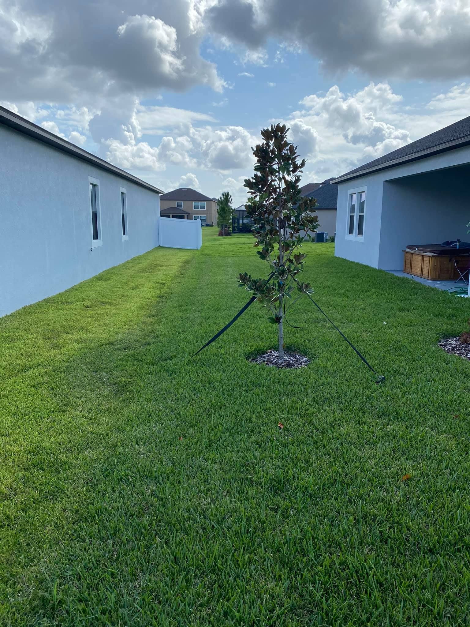 Young tree in a grassy courtyard between white houses under a cloudy sky