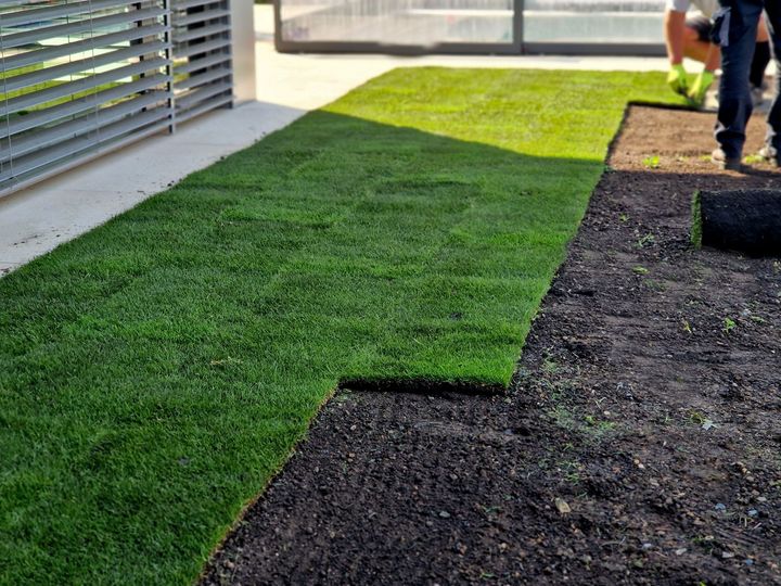 Fresh green sod laid in a yard beside a house, with bare soil and workers in the background