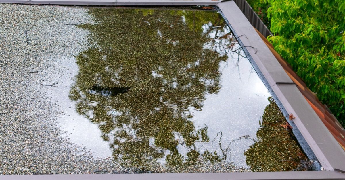 A large pool of standing water covers part of a flat roof. Reflections of nearby trees are visible on the water.