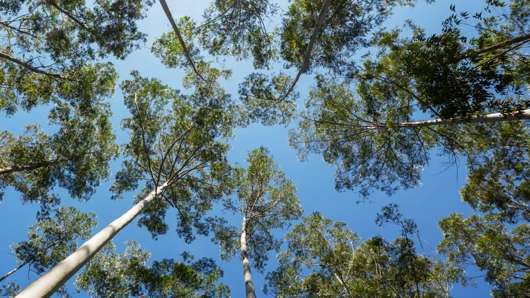 Olhando para as árvores com um céu azul ao fundo