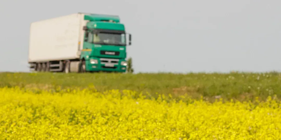 Um caminhão verde está passando por um campo de flores amarelas.
