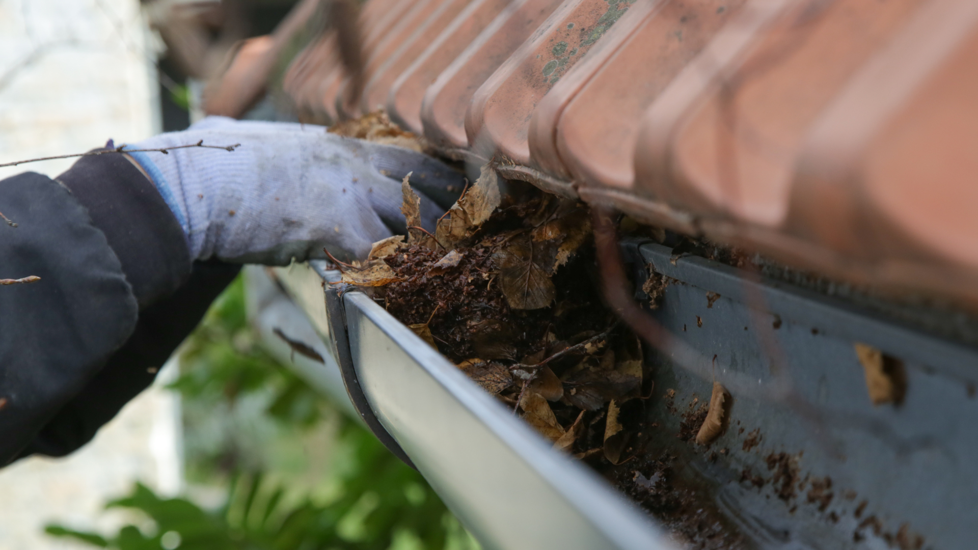 Person wearing gloves cleaning a gutter filled with leaves.