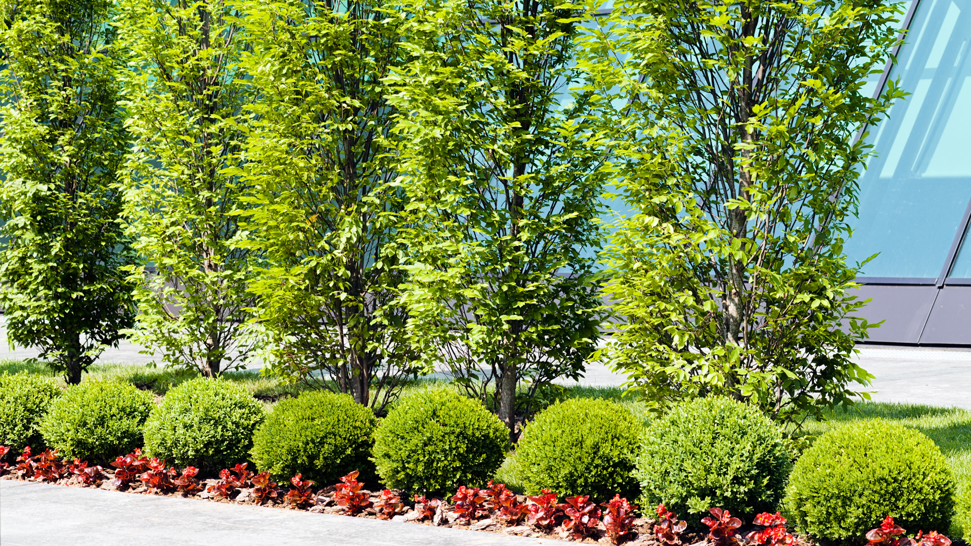 Row of green bushes and small trees with reddish-brown flowerbed in front, near a building.