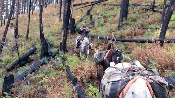 Elk Hunts | Bitterroot Outfitters | ID