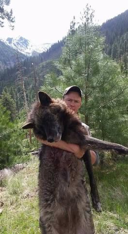 Wolf