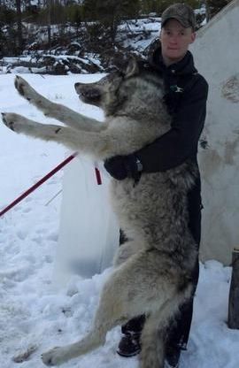A man is holding a large wolf in his arms in the snow.