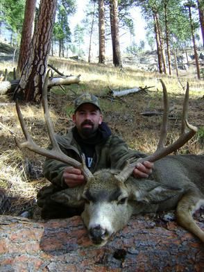 Mule Deer