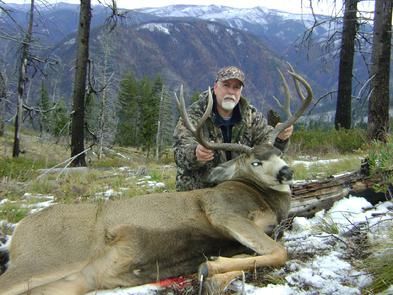 Mule Deer