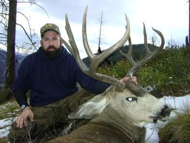 Mule Deer