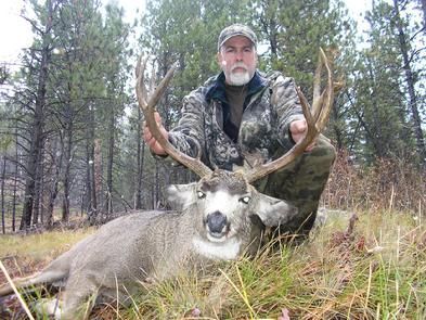 Mule Deer