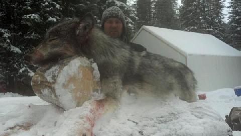 A man is holding a large wolf in the snow.