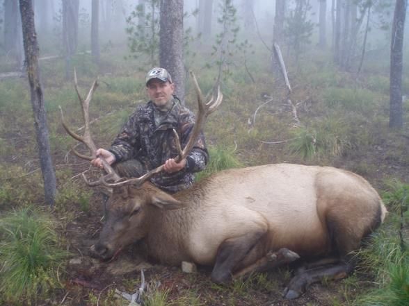 Elk