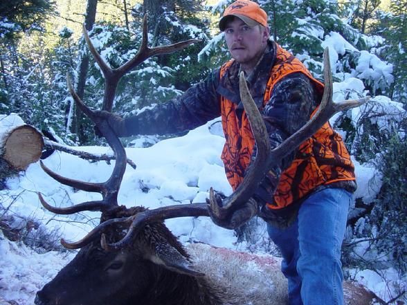 A man in an orange vest is standing next to a large deer in the snow