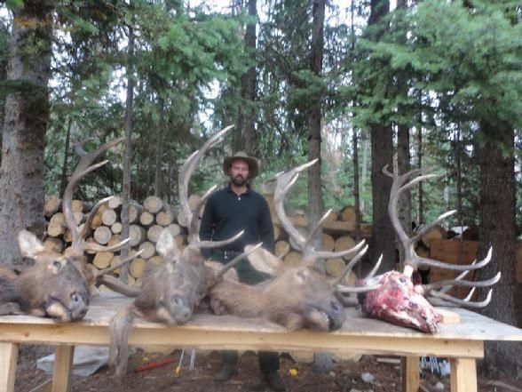 Elk