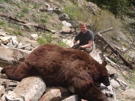 Bear