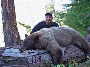 Bear