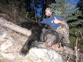 Bear