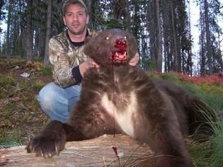 Bear