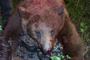 Bear