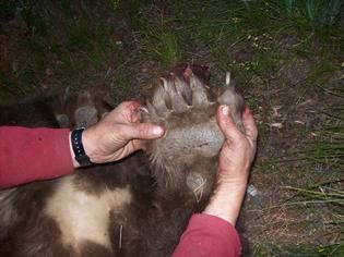 A person is holding a bear 's paw in their hands.