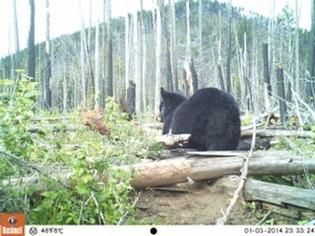 A black bear is sitting on a log in the woods.