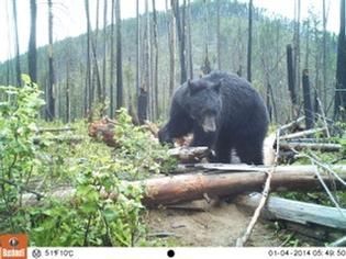 A black bear is standing in the middle of a forest.