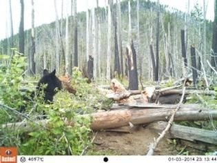 A black bear is standing in the middle of a forest.