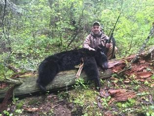 Bear