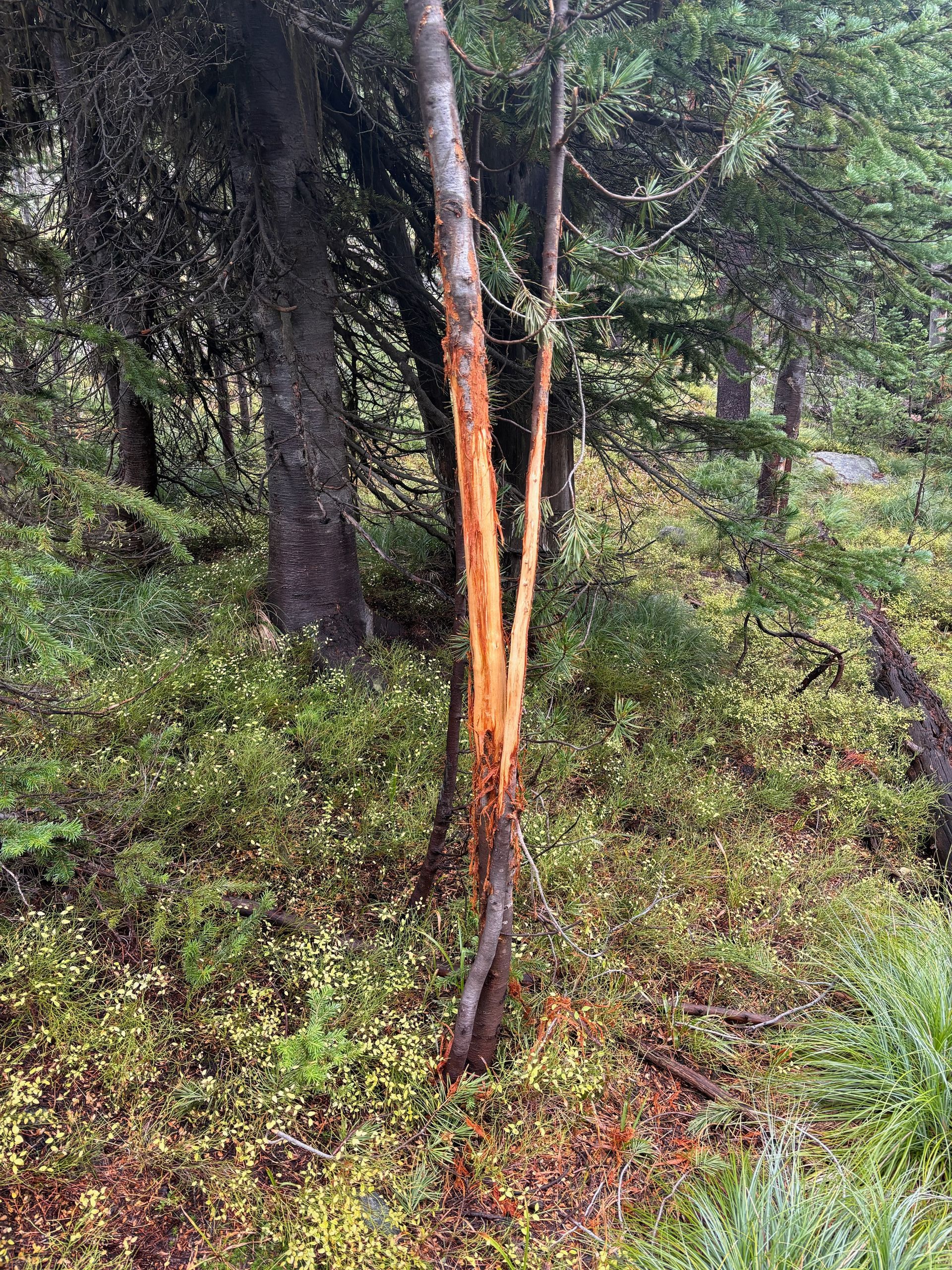 Elk Hunts