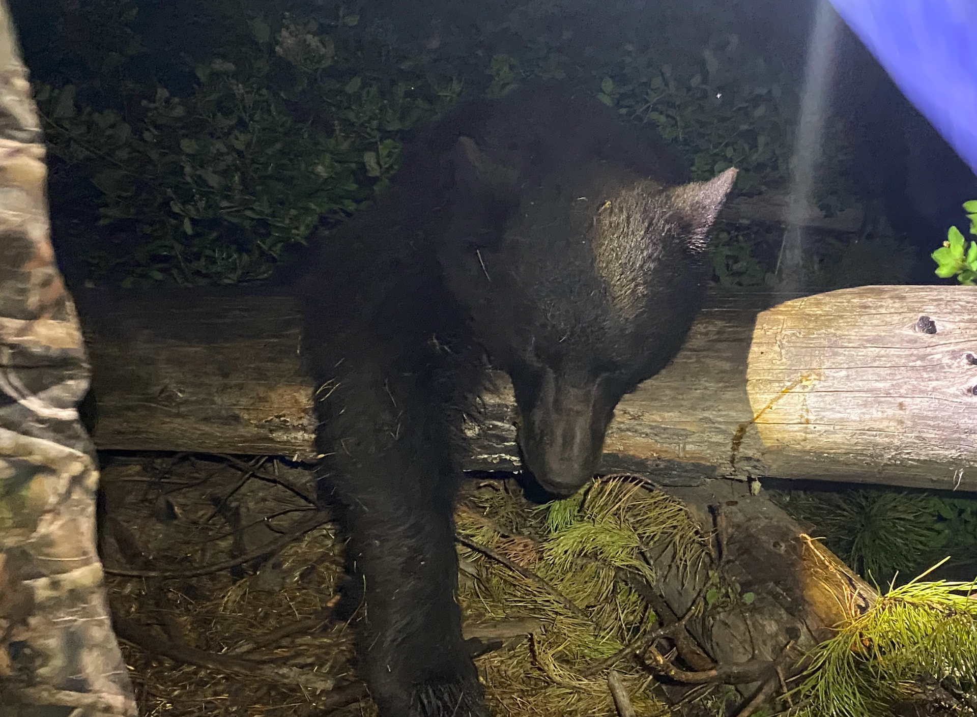 A black bear is standing on a log at night.