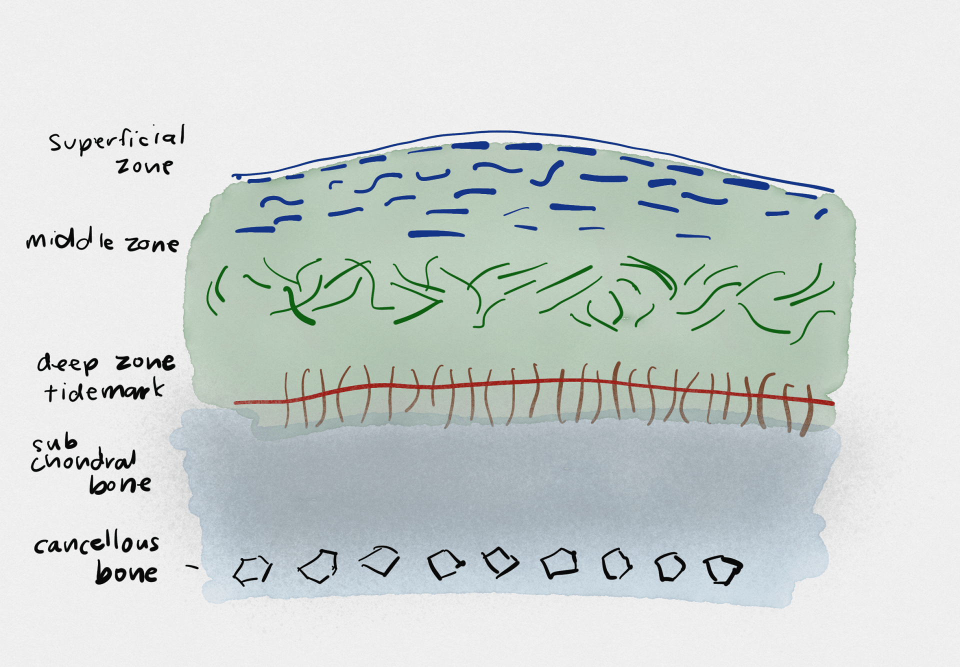Hand-drawn skin cross-section diagram labeled epidermis, dermis, hypodermis, and connective tissue layers.