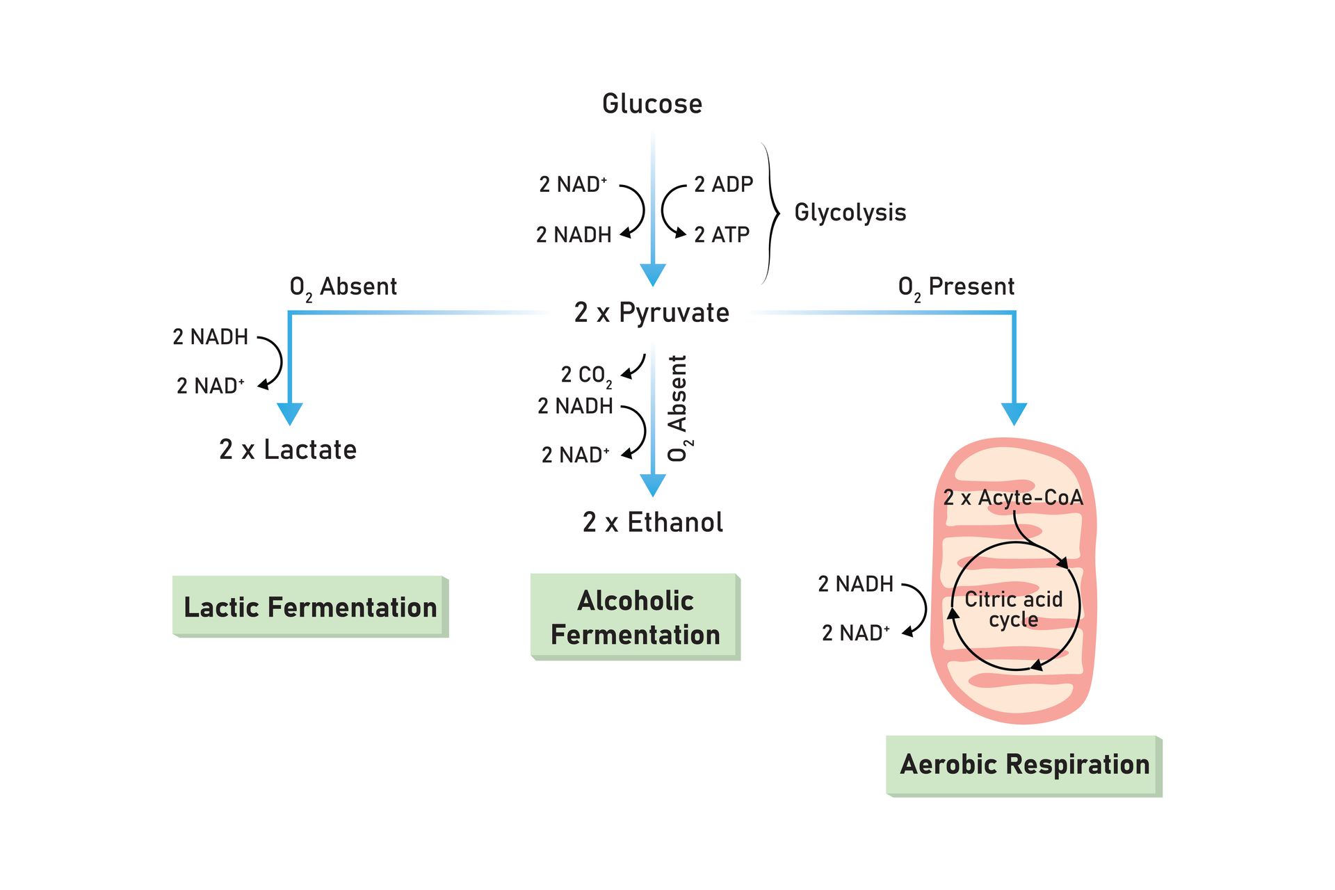 Diagram comparing lactic, alcoholic, and aerobic respiration pathways from glucose to pyruvate.
