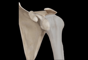 End-on view of the glenoid socket of the shoulder showing the labrum lining the rim