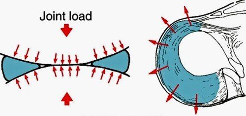 Diagram of hoop stress showing how the meniscus converts vertical joint load into circumferential tension