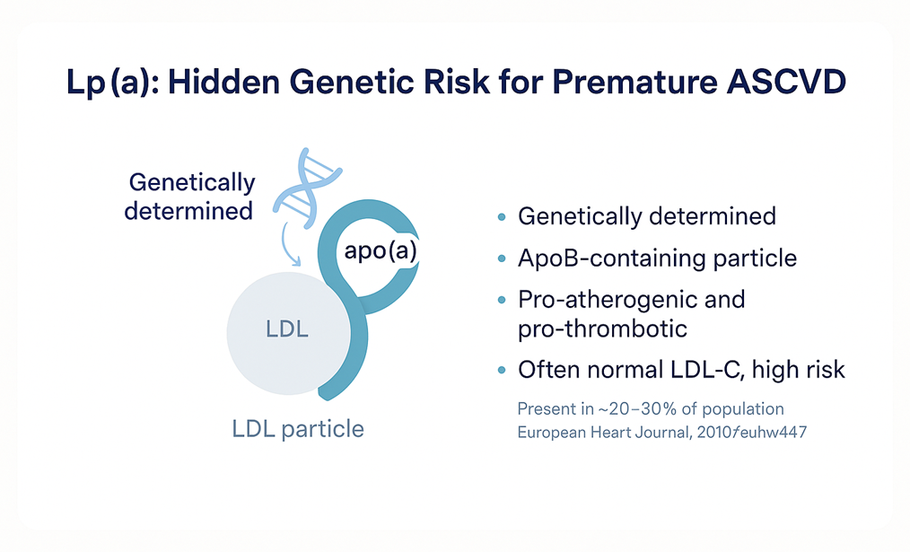 Illustration for the section on lipoprotein(a) as an inherited risk factor.