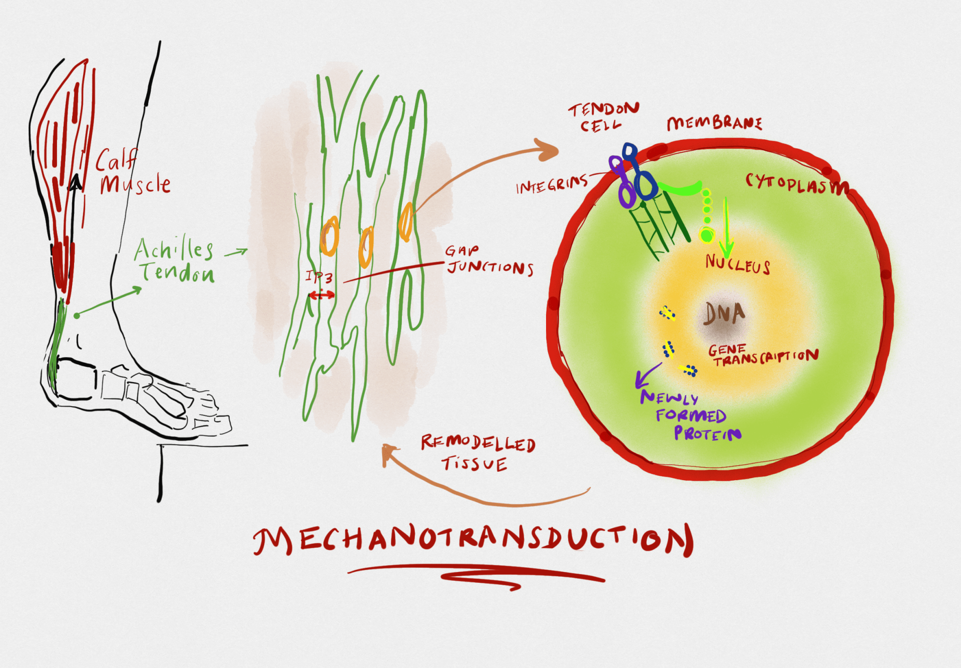 Hand-drawn mechanotransduction diagram showing a cell, cytoskeleton, and membrane signal pathways in color.