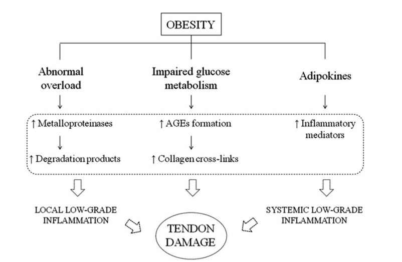 Obesity flowchart linking abnormal overload, impaired metabolism, adipokines to tendon damage and inflammation
