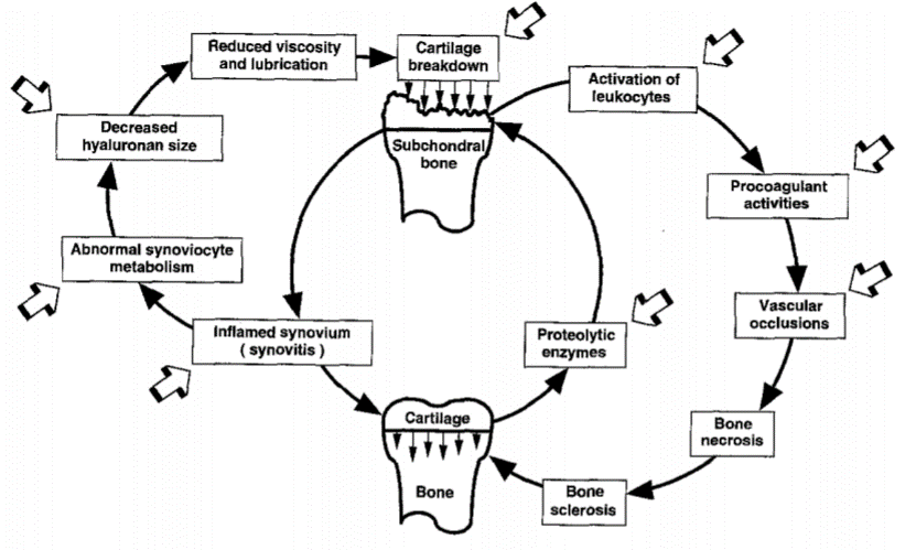 A diagram of the cycle of bone formation