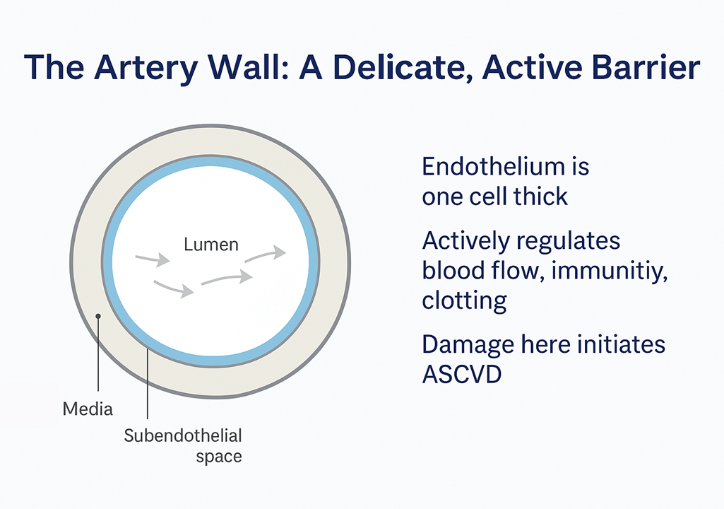 Illustration for the section on ASCVD as a disease of the artery wall and the endothelium.