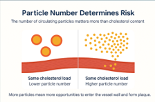 Cumulative cardiovascular risk illustration, panel 3 of 4.