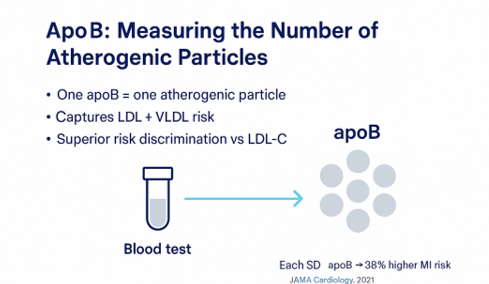 Illustration showing apoB as a direct count of atherogenic particles.