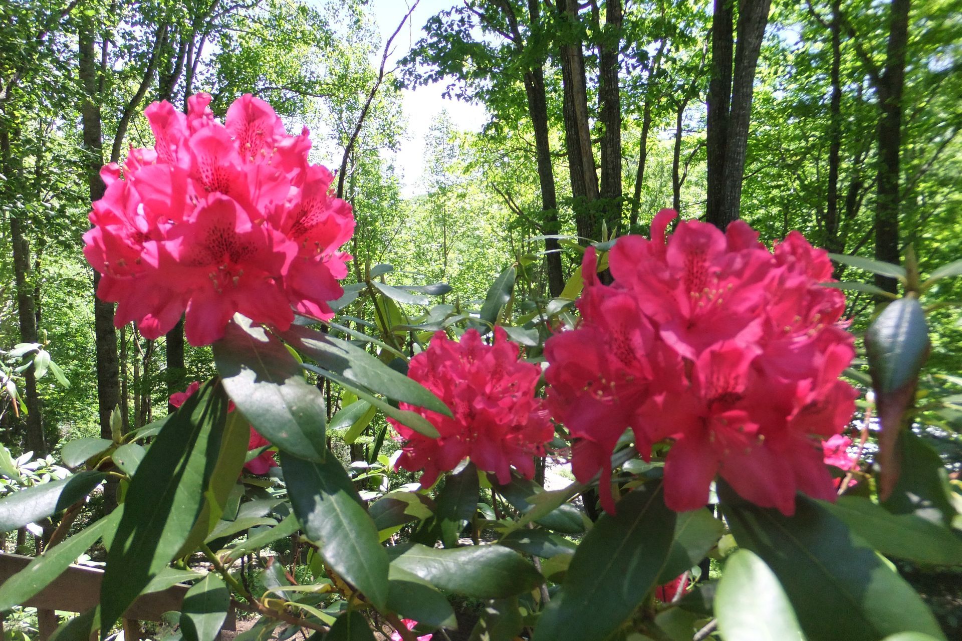 A bush with pink flowers and green leaves